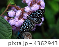 花にとまる蝶々