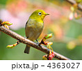 河津桜とメジロ