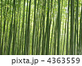 緑の竹林
