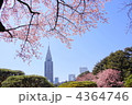 3月　カンザクラ・バラ科04