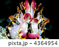 4364954