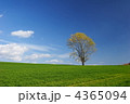北海道美瑛町　哲学の木