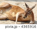 眠たいカンガルー