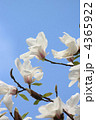 辛夷の花