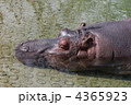 カバの午睡