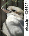4366074