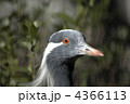 4366113