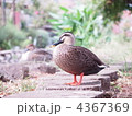 ぷっくりカルガモ