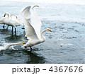 高松の池の白鳥