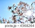 こぶしの乱舞