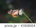 アサギマダラ