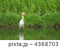 アマサギ