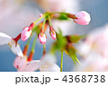 桜のつぼみ