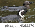 フンボルトペンギン