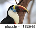 シロムネオオハシ