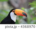 オニオオハシ