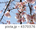 さくら１