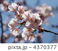 さくら2