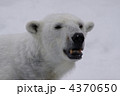ホッキョクグマのララ