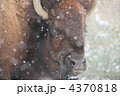 雪の中のバッファロー