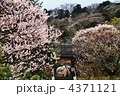 北鎌倉・東慶寺の梅