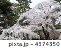 満開の桜