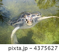 4375627