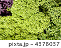 4376037