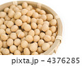 大豆