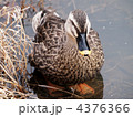4376366