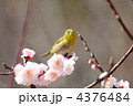 メジロと梅花