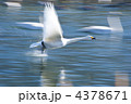 白鳥の離陸