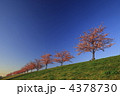 河津桜