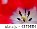4379554