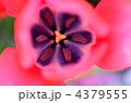 4379555