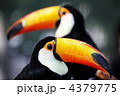 オニオオハシ