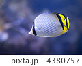 フウライチョウチョウウオ