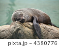 昼寝中のミナミアメリカオットセイ
