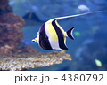 ツノダシ