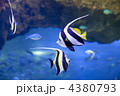 ツノダシとハタタテダイ