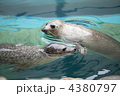 ゴマフアザラシ