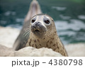 ゴマフアザラシ