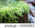 忍苔　よく苔玉に使われる葉が繊細な苔です。