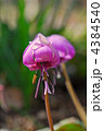 カタクリの花