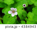 ゲンノショウコ