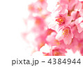 櫻
