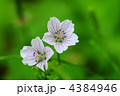 ゲンノショウコ