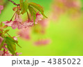 櫻