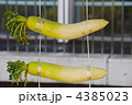 大根