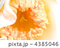 白椿